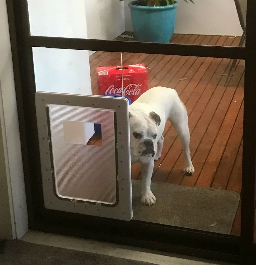 A pet door with a dog behind it